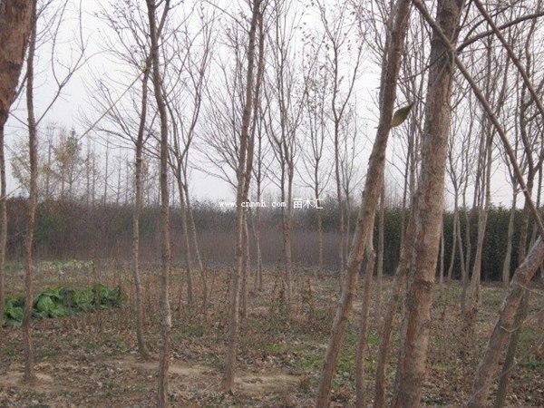 流苏树几年能长到10公分粗
