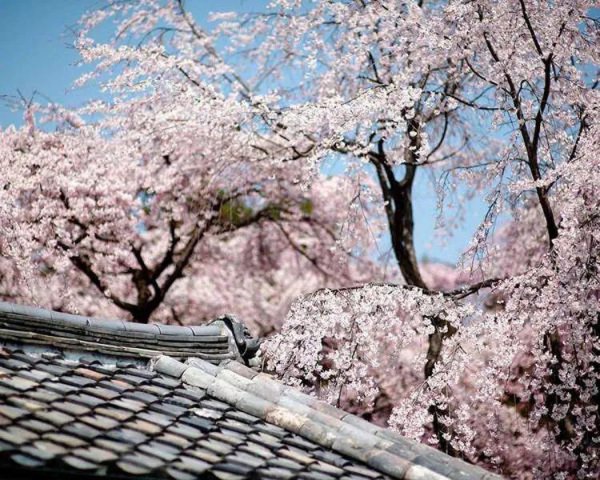 樱花的花语是啥