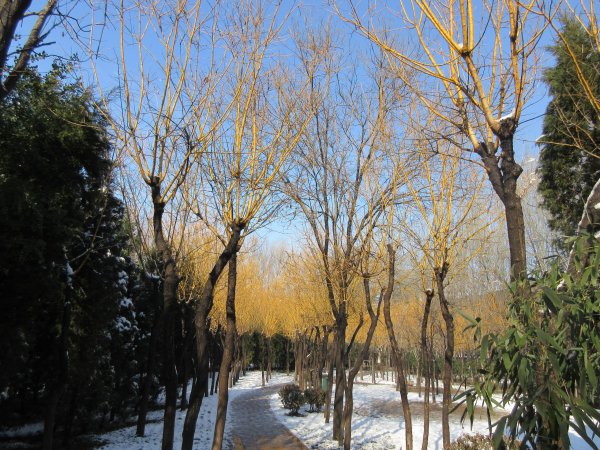 黄金槐什么科什么属