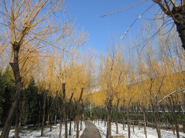 黄金槐什么科什么属