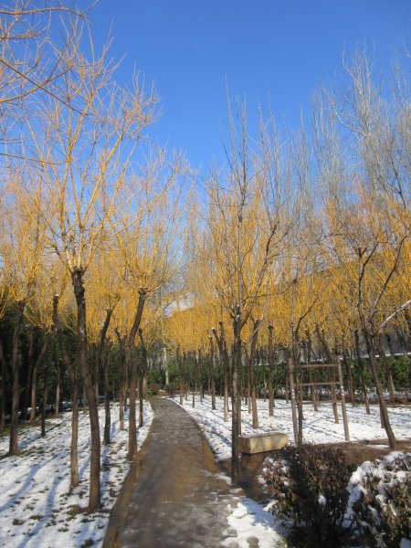 黄金槐什么科什么属