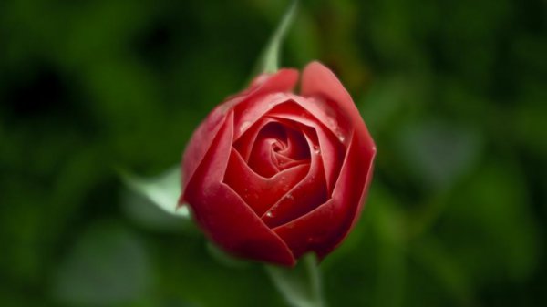 12朵红玫瑰花代表什么意思