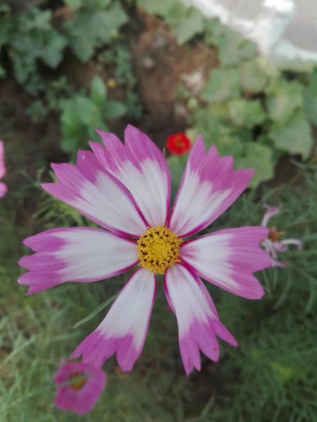波斯菊花语象征与寓意