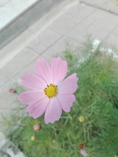 波斯菊花语象征与寓意