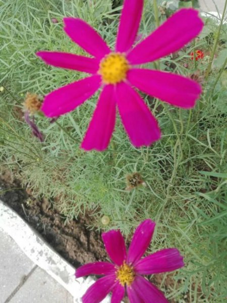 波斯菊花语象征与寓意