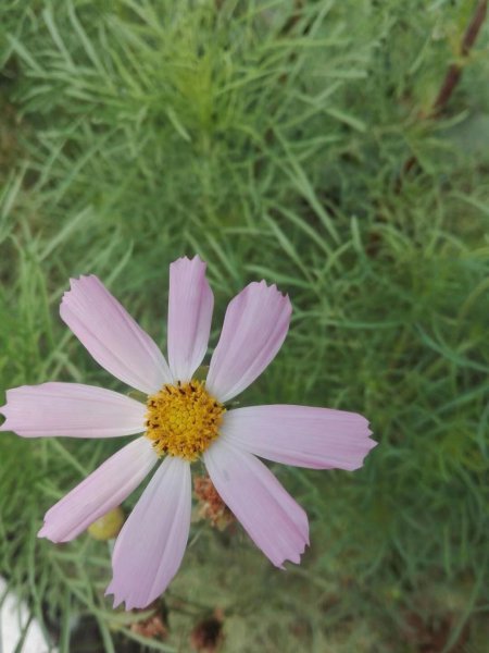 波斯菊花语象征与寓意