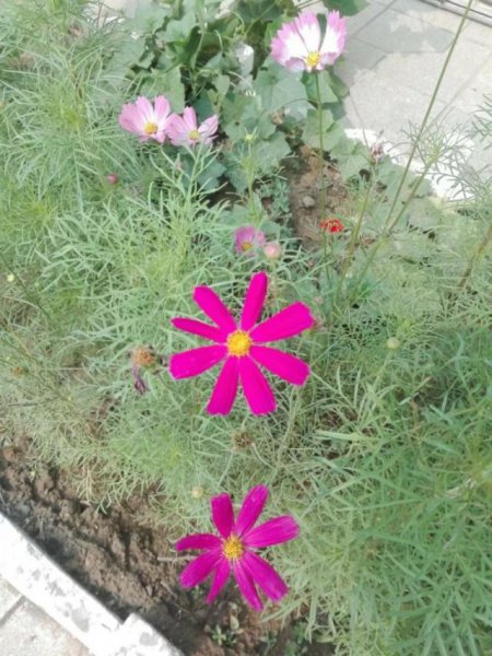 波斯菊花语象征与寓意