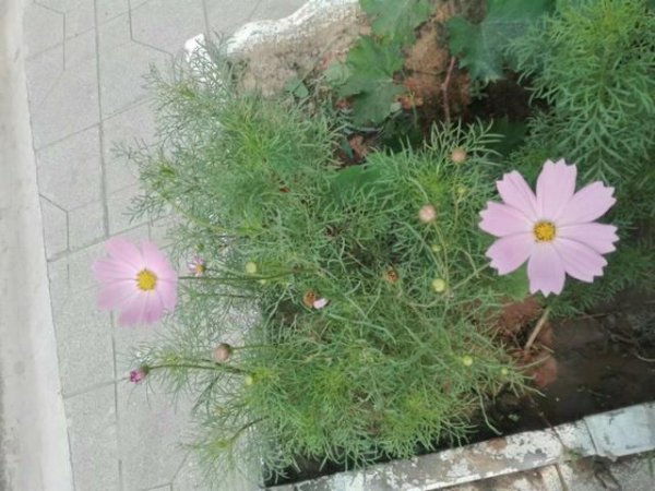 波斯菊花语象征与寓意