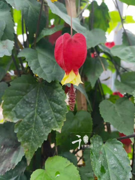 灯笼花的寓意和象征