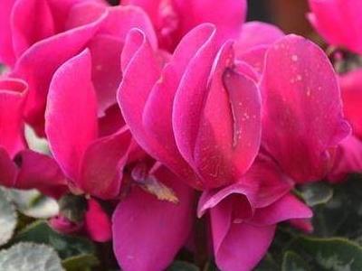 仙鹤来花怎么养护