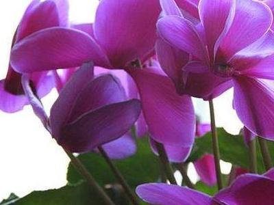 仙鹤来花怎么养护