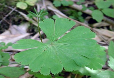 有趣的植物介绍 盘点10种常见有趣的植物