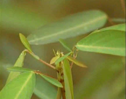 有趣的植物介绍