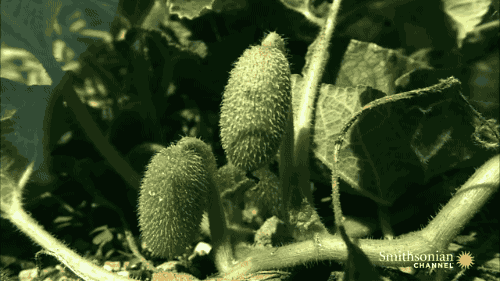 有趣的植物介绍