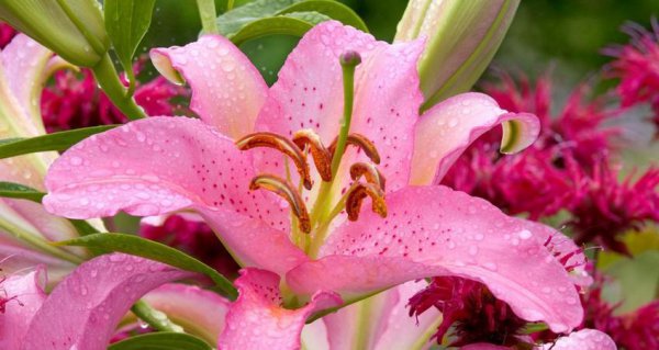 野百合花语象征与寓意是什么