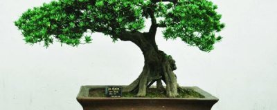 珍珠罗汉松种子怎么种 罗汉松种子发芽步骤