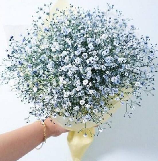 满天星花语是什么