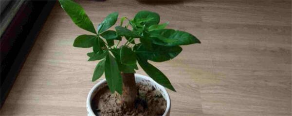 小发财树如何养护