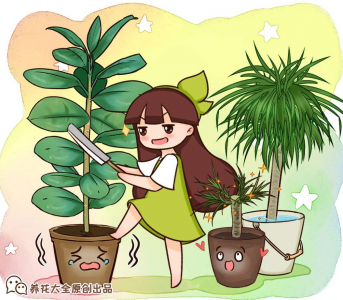 橡皮树怎么养才能更旺盛 详解橡皮树养护小窍门