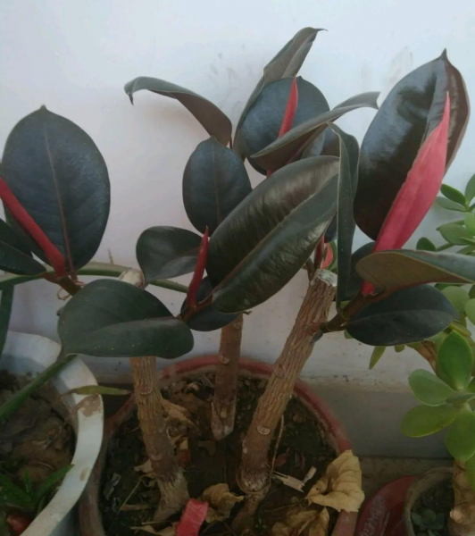 橡皮树怎么养才能更旺盛