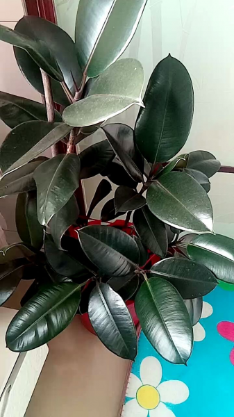 橡皮树怎么养才能更旺盛