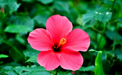 扶桑花的花语是什么 简述扶?；ǖ脑⒁?/></i><h2>扶?；ǖ幕ㄓ锸鞘裁?简述扶桑花的寓意</h2><p>绿植迷网网为你介绍扶?；ǖ幕ㄓ锸鞘裁春图蚴龇錾；ǖ脑⒁獾穆讨不ɑ艿南喙亟樯?，下面绿植迷网小编为您详细解答扶桑扶桑树我们都听说过，那么肯定</p></a></li>
            <li><a href=