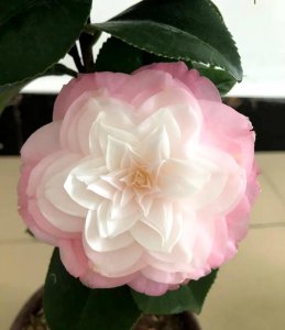 山茶花在什么季节开 关于山茶花的开放时间