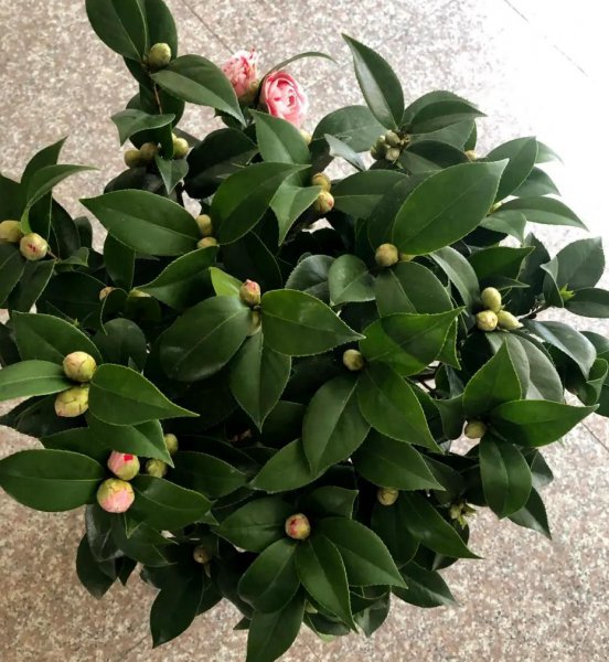 山茶花在什么季节开