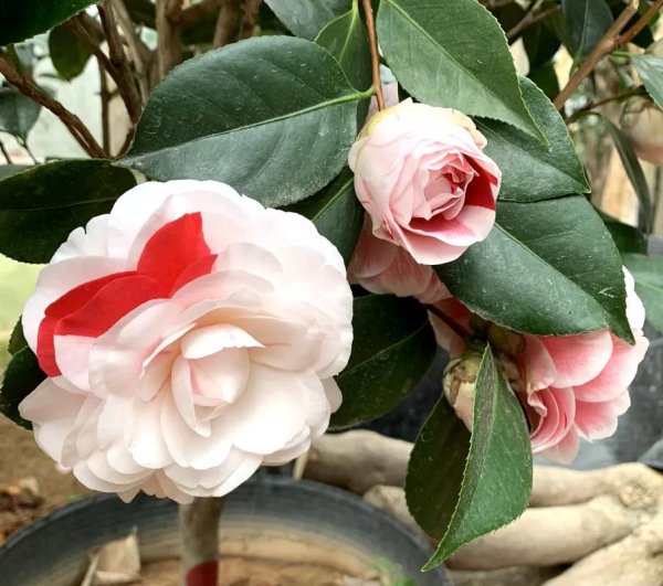山茶花在什么季节开