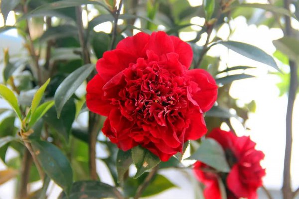 山茶花在什么季节开