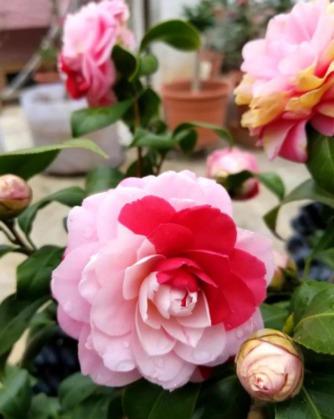 山茶花在什么季节开