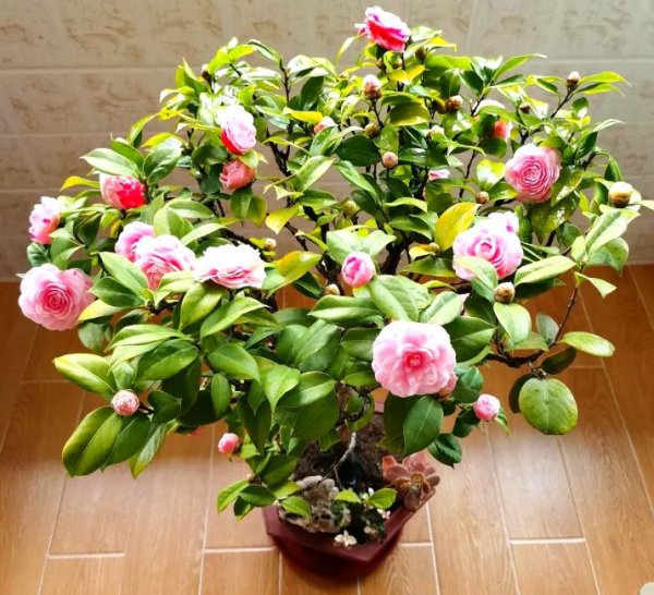 山茶花在什么季节开
