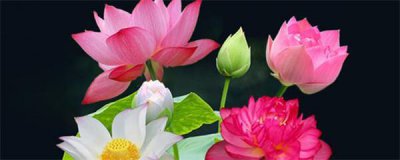 怎样种睡莲的种子 睡莲种子的正确养法