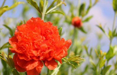 西班牙国花是什么花名 西班牙国花石榴花象征意义