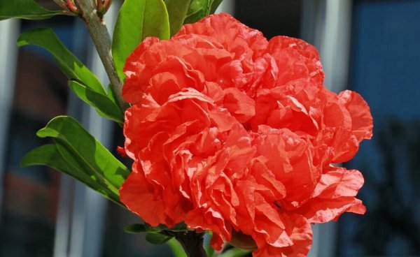 西班牙国花是什么花名