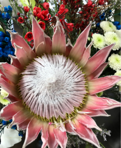 帝王花寓意着什么 帝王花送人意义了解