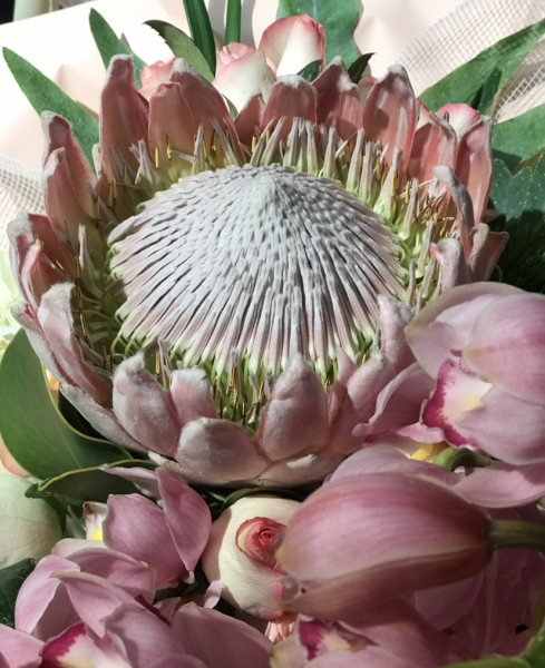 帝王花寓意着什么