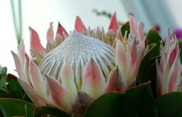 帝王花寓意着什么