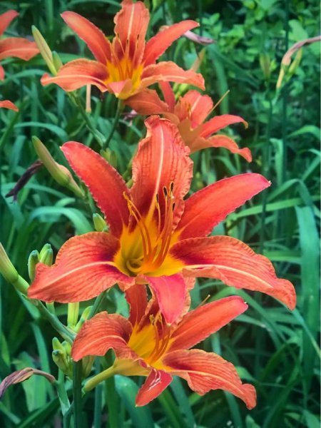 萱草花的花语是什么