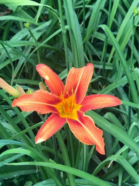 萱草花的花语是什么