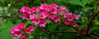 锦带花属于什么科什么属 锦带花科属种了解