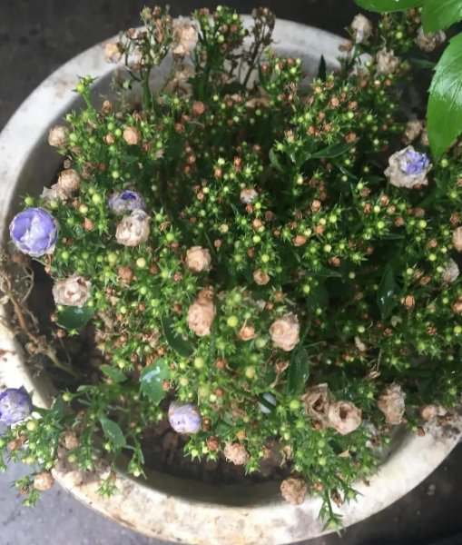 丹麦风铃草枯萎了怎么办