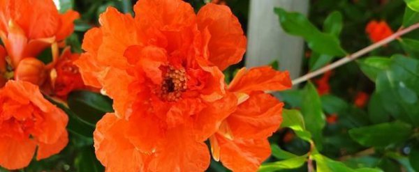 石榴花象征着什么爱情