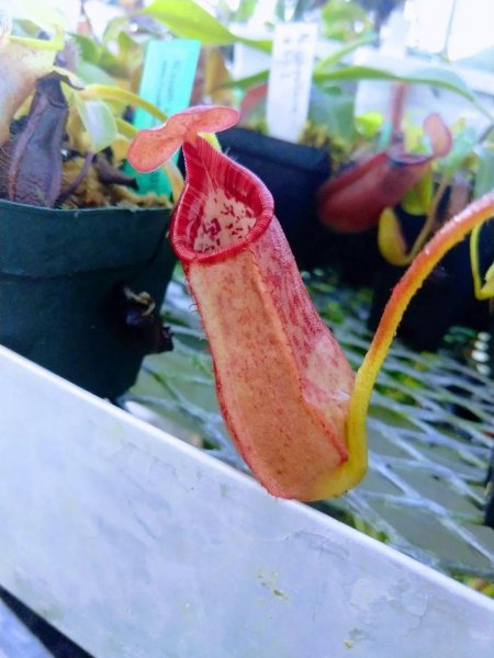 猪笼草怎么养才不会死