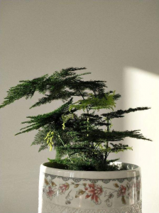 办公室喜阴的绿植有哪些 耐阴植物室内植物介绍