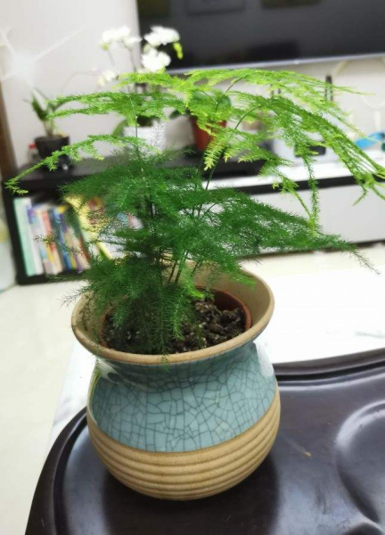 办公室喜阴的绿植有哪些