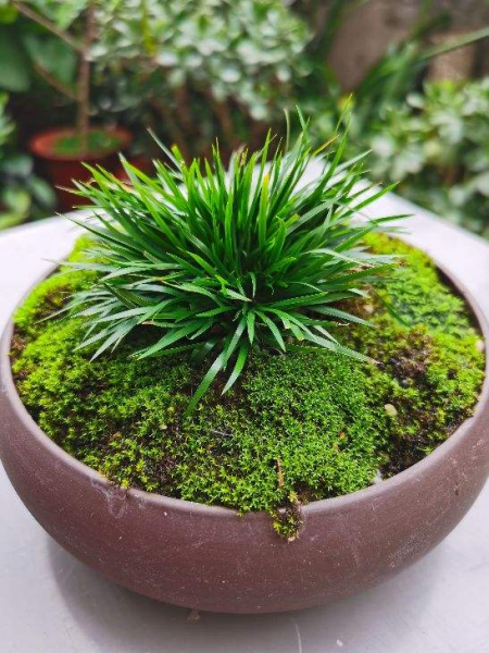 办公室喜阴的绿植有哪些