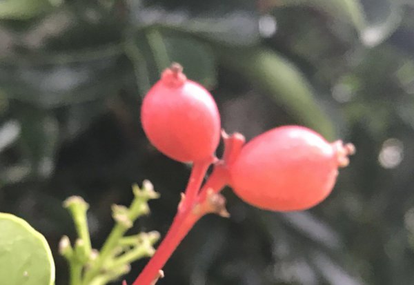 北方常绿灌木有哪些树种