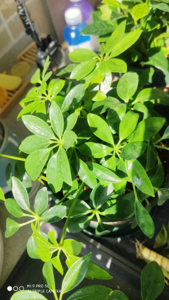 净化空气的花草有哪些