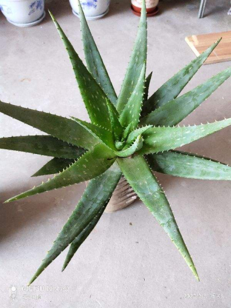 净化空气的花草有哪些